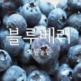 블루베리